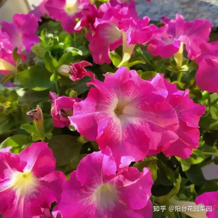 干花土怎么栽花，5种“漂亮花”，沾土就成活，花开200天，养一次就上瘾