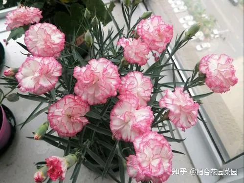 干花土怎么栽花，5种“漂亮花”，沾土就成活，花开200天，养一次就上瘾