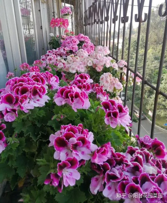 干花土怎么栽花，5种“漂亮花”，沾土就成活，花开200天，养一次就上瘾