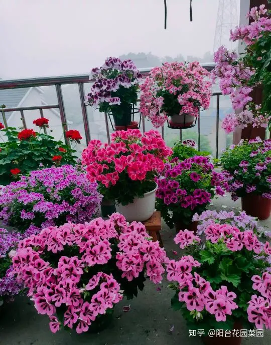 干花土怎么栽花，5种“漂亮花”，沾土就成活，花开200天，养一次就上瘾