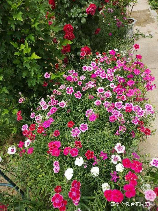 干花土怎么栽花，5种“漂亮花”，沾土就成活，花开200天，养一次就上瘾