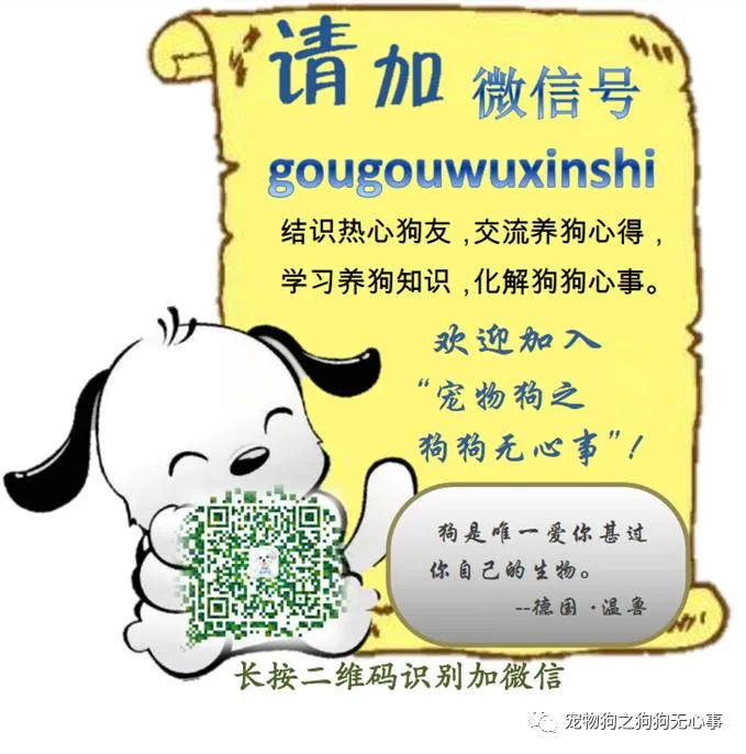 狗适应温度多少正常，狗狗知识|有温度、态度的公众号
