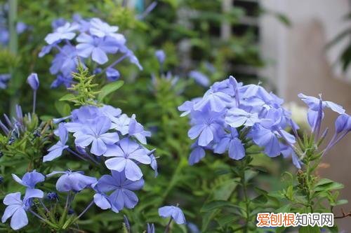 懒人盆怎么栽花，6种新手必养的“懒人花”，不浇水反而开的更茂盛