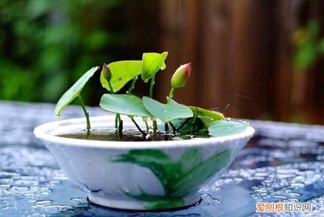 懒人盆怎么栽花，6种新手必养的“懒人花”，不浇水反而开的更茂盛