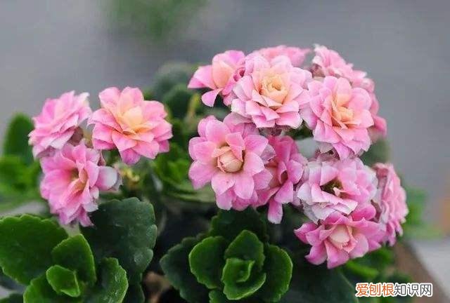 懒人盆怎么栽花，6种新手必养的“懒人花”，不浇水反而开的更茂盛