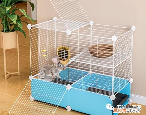 宠物兔饲养指南，「萌新报到」宠物兔的挑选与饲养