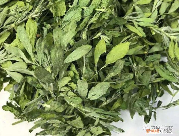 宠物兔饲养指南，「萌新报到」宠物兔的挑选与饲养