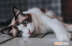 ?猫嘴巴旁边有猫藓怎么办