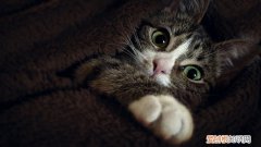 猫应激反应会得猫瘟吗，猫咪会因为应激反应得猫瘟吗
