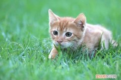 猫抑郁的原因及表现，猫咪抑郁的原因