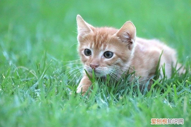 猫抑郁的原因及表现，猫咪抑郁的原因