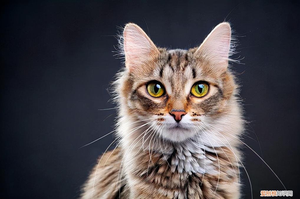 神奇的猫眼睛作文，科普：猫咪的眼睛竟然如此奇妙，探寻猫眼里的线索秘密