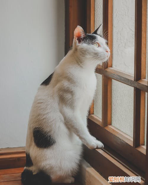 神奇的猫眼睛作文，科普：猫咪的眼睛竟然如此奇妙，探寻猫眼里的线索秘密