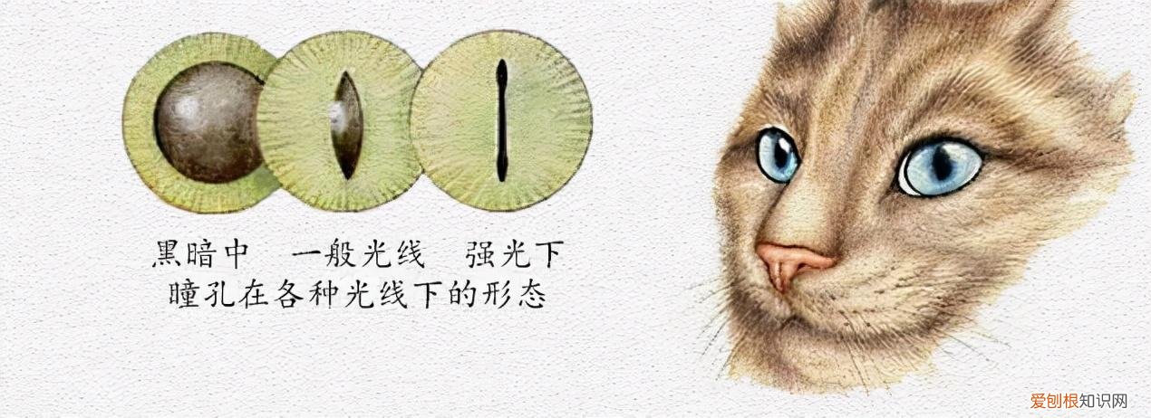 神奇的猫眼睛作文，科普：猫咪的眼睛竟然如此奇妙，探寻猫眼里的线索秘密