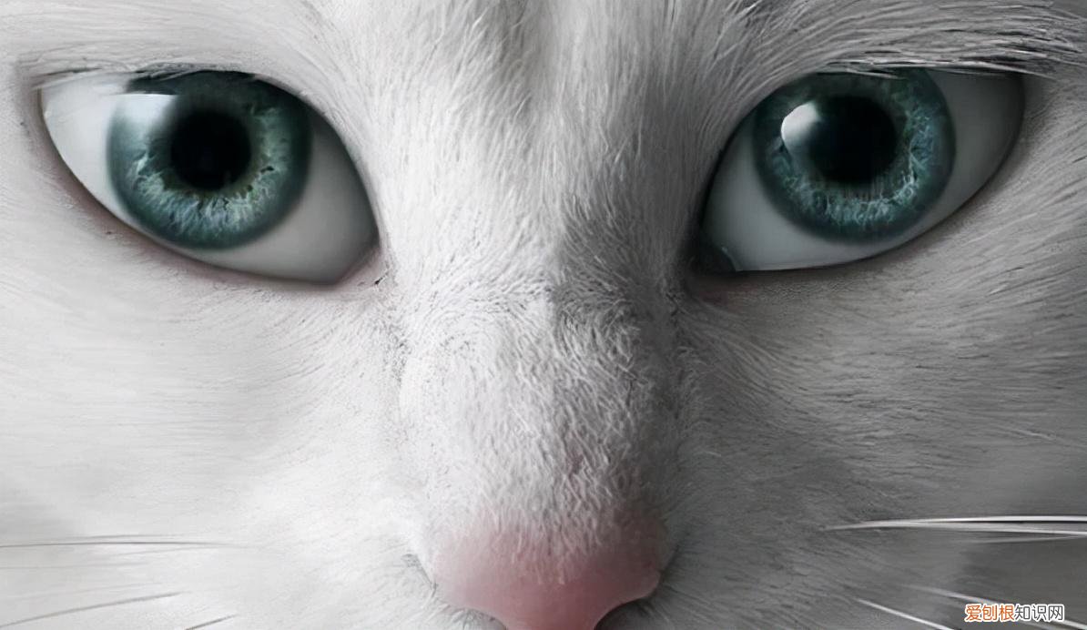神奇的猫眼睛作文，科普：猫咪的眼睛竟然如此奇妙，探寻猫眼里的线索秘密