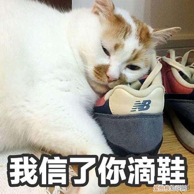 猫狗真的不能吃盐吗，猫猫狗狗一点盐都不能吃？可别造谣了