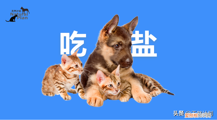 猫狗真的不能吃盐吗，猫猫狗狗一点盐都不能吃？可别造谣了