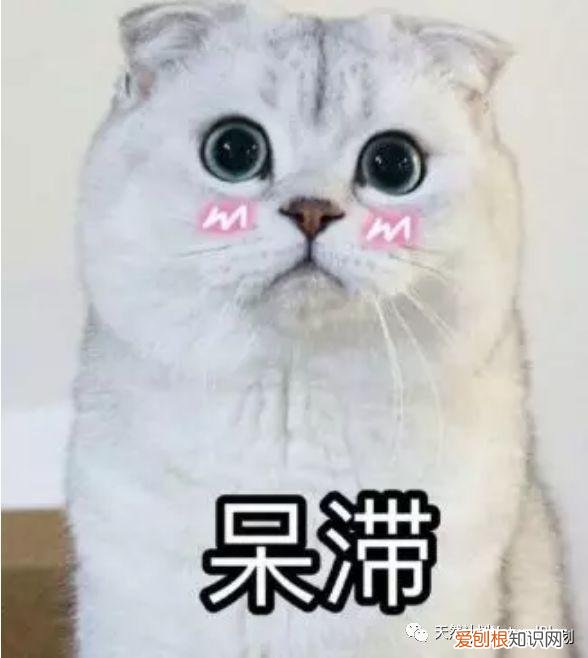 主人出差回来狗狗反应，出差回来，狗子还会记得你是谁吗？