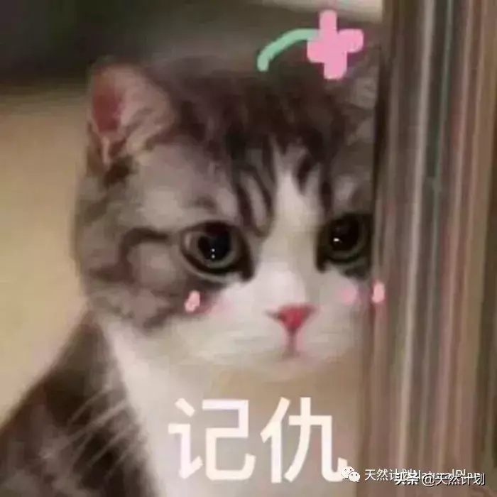 主人出差回来狗狗反应，出差回来，狗子还会记得你是谁吗？