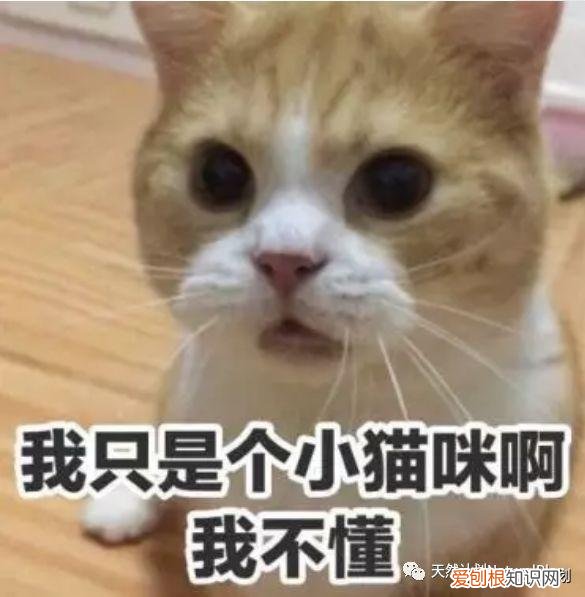 主人出差回来狗狗反应，出差回来，狗子还会记得你是谁吗？
