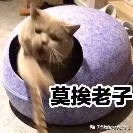 主人出差回来狗狗反应，出差回来，狗子还会记得你是谁吗？
