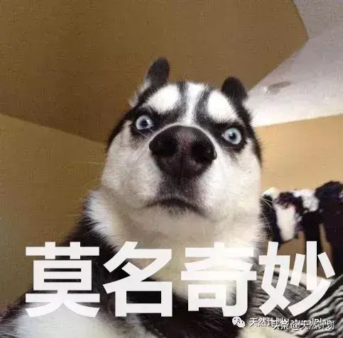 主人出差回来狗狗反应，出差回来，狗子还会记得你是谁吗？