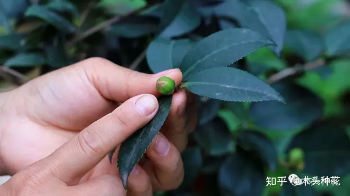 咔嚓!不要慌,这招种花新手也学得会