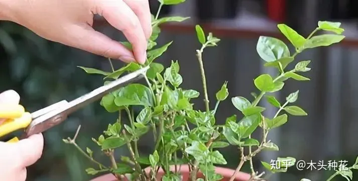 咔嚓!不要慌,这招种花新手也学得会