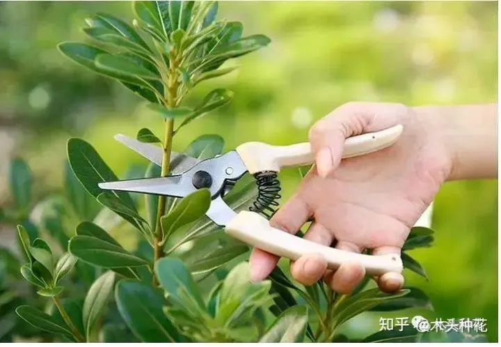 咔嚓!不要慌,这招种花新手也学得会