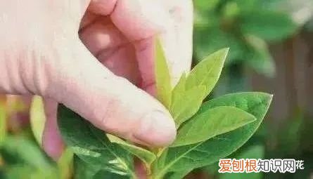 咔嚓!不要慌,这招种花新手也学得会