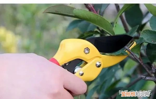 咔嚓!不要慌,这招种花新手也学得会