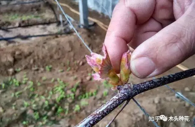 咔嚓!不要慌,这招种花新手也学得会