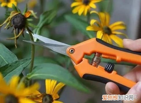 咔嚓!不要慌,这招种花新手也学得会