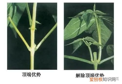 咔嚓!不要慌,这招种花新手也学得会