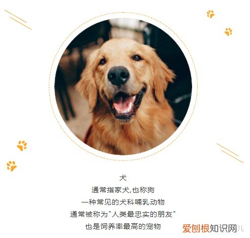 宠物类公众号名称，宠物类公众号图文这样排版，萌化了