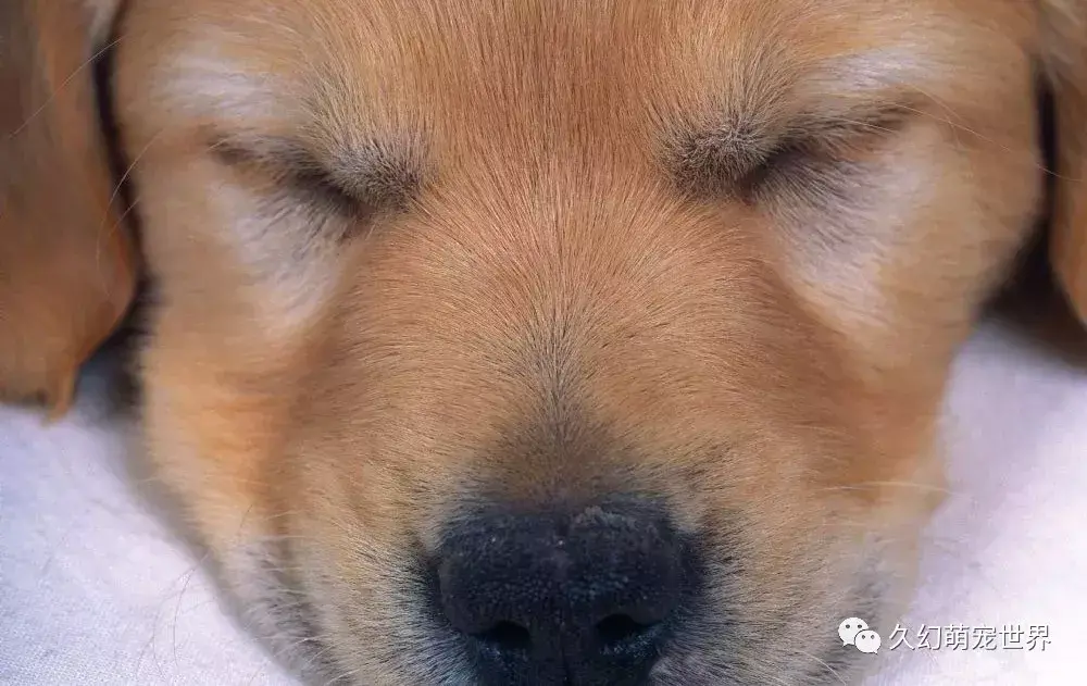 我想看宠物的宠怎么写，有关于宠物，写在最开始的话