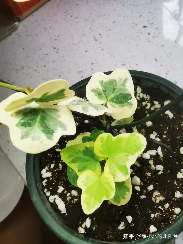 养花最好用什么土养植，新手，想养花，但是很多都不懂，什么花好养，土壤的选择，注意事项，有没有什么比较全面的书或是回答？