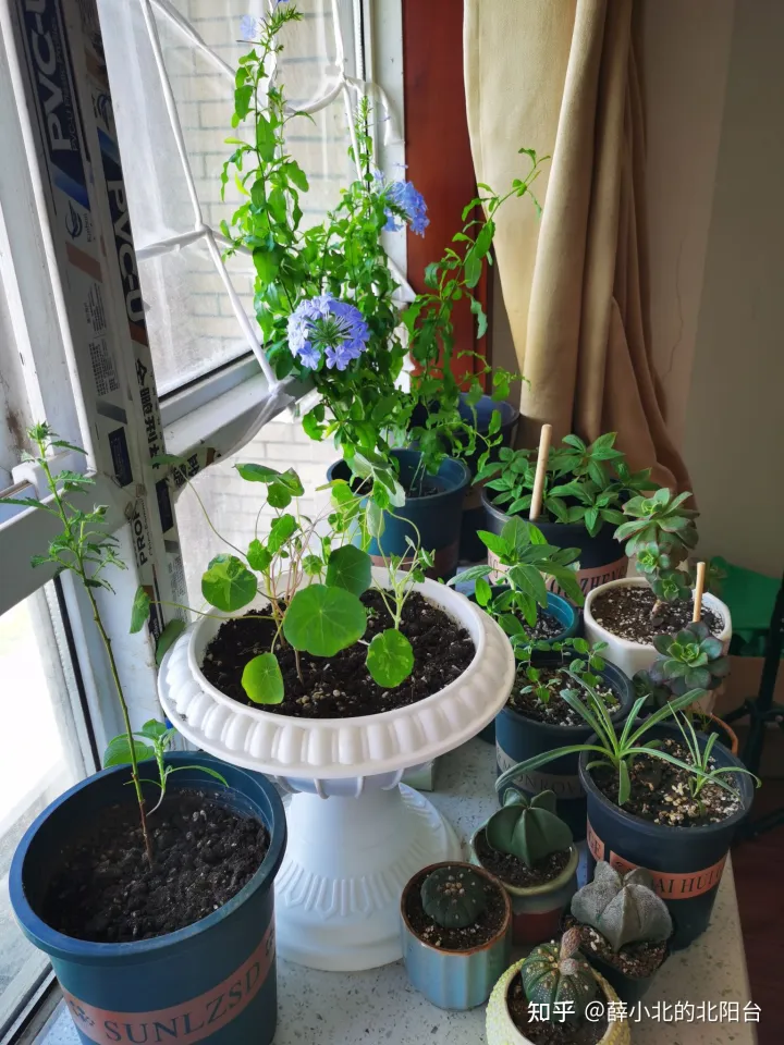 养花最好用什么土养植，新手，想养花，但是很多都不懂，什么花好养，土壤的选择，注意事项，有没有什么比较全面的书或是回答？