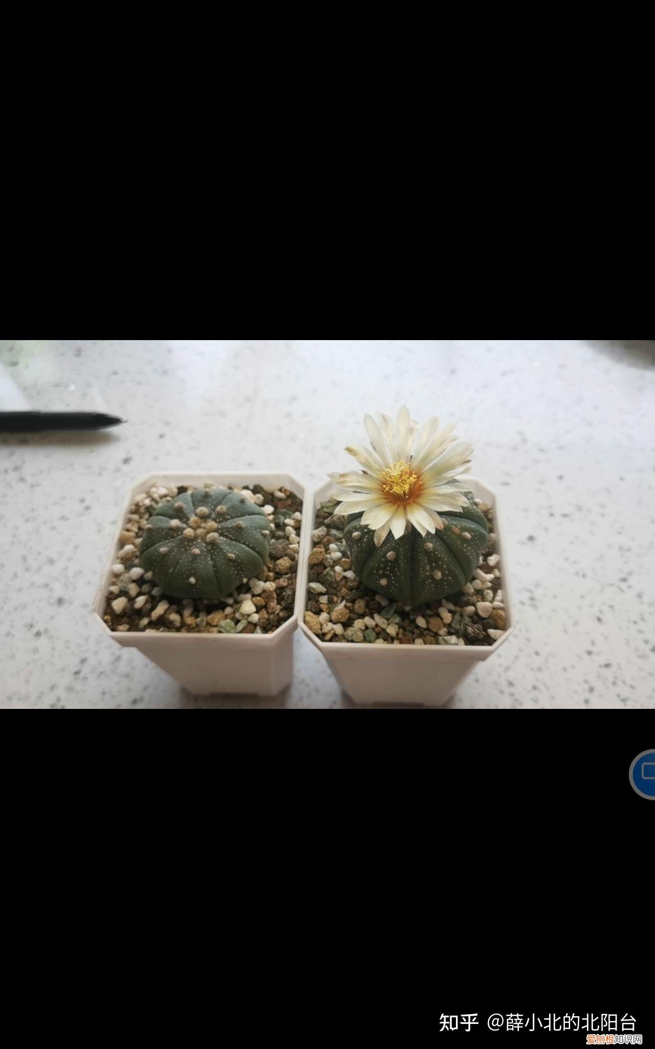养花最好用什么土养植，新手，想养花，但是很多都不懂，什么花好养，土壤的选择，注意事项，有没有什么比较全面的书或是回答？