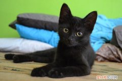 猫藓会传染给狗吗，猫藓会传染给狗吗怎么治疗