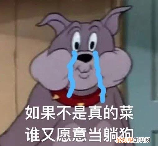 震惊！考不上公务员的小狗，是要被卖掉的！，54只狗狗考公务员失败