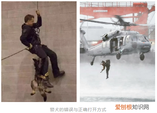 震惊！考不上公务员的小狗，是要被卖掉的！，54只狗狗考公务员失败