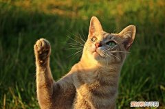 小猫拉屎带血怎么回事，小猫咪拉屎带血