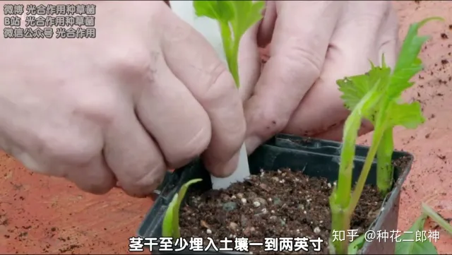 如何从零开始养花草，如何从零开始养花
