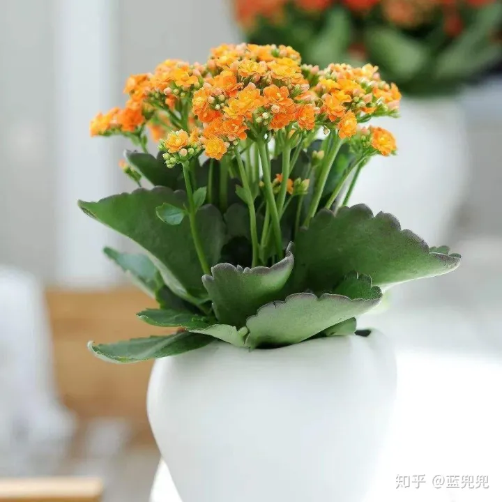 养花要用什么，不管养什么花，就用这几招，啥花都适用，新手学起来