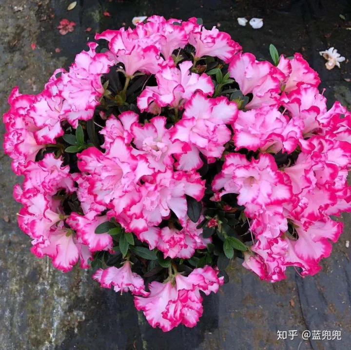 养花要用什么，不管养什么花，就用这几招，啥花都适用，新手学起来