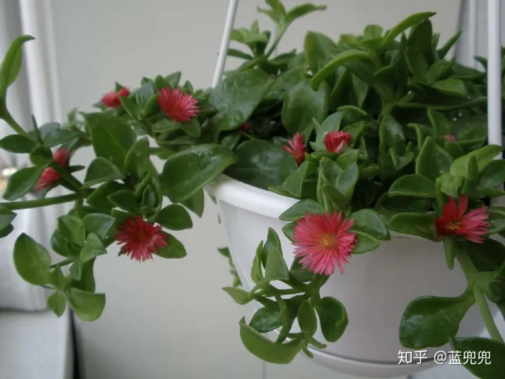 养花要用什么，不管养什么花，就用这几招，啥花都适用，新手学起来