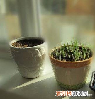 浇植物用英语怎么写,用英文教宝宝种植物,播种、浇水、移栽、培土……