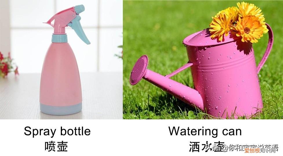 浇植物用英语怎么写,用英文教宝宝种植物,播种、浇水、移栽、培土……