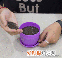 浇植物用英语怎么写,用英文教宝宝种植物,播种、浇水、移栽、培土……